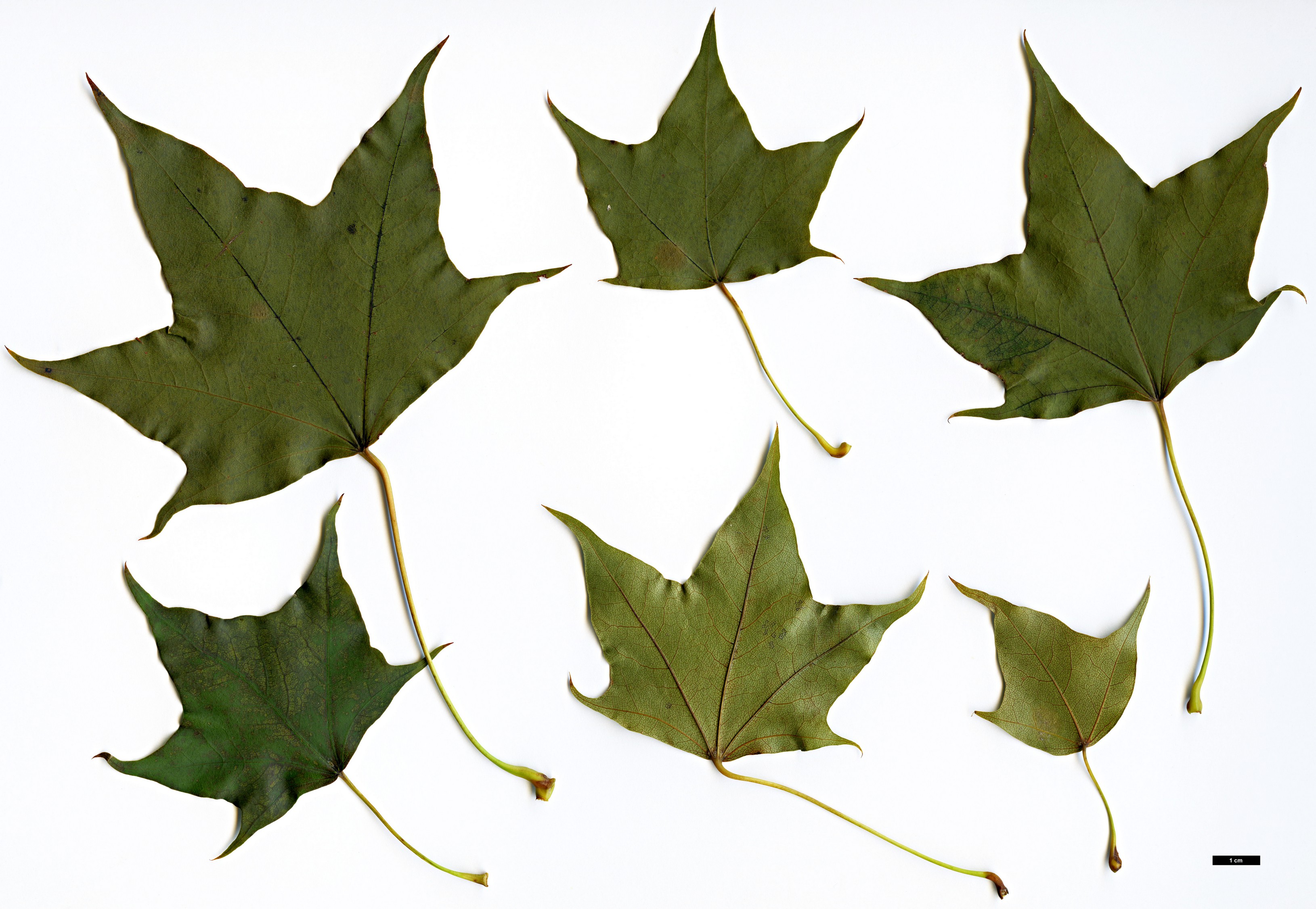 High resolution image: Family: Sapindaceae - Genus: Acer - Taxon: pictum - SpeciesSub: subsp. mono High resolution image: Family: Sapindaceae - Genus: Acer - Taxon: pictum - SpeciesSub: subsp. mono